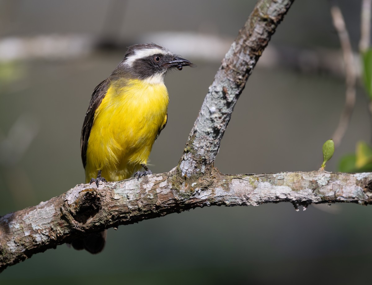 Rotscheitel-Maskentyrann - ML647696343