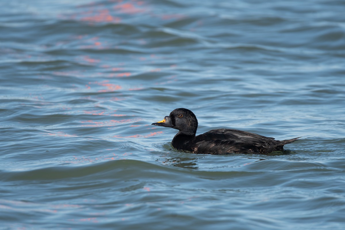 Common Scoter - ML647696367