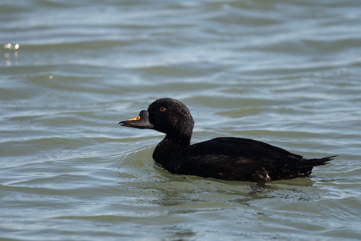 Common Scoter - ML647696369
