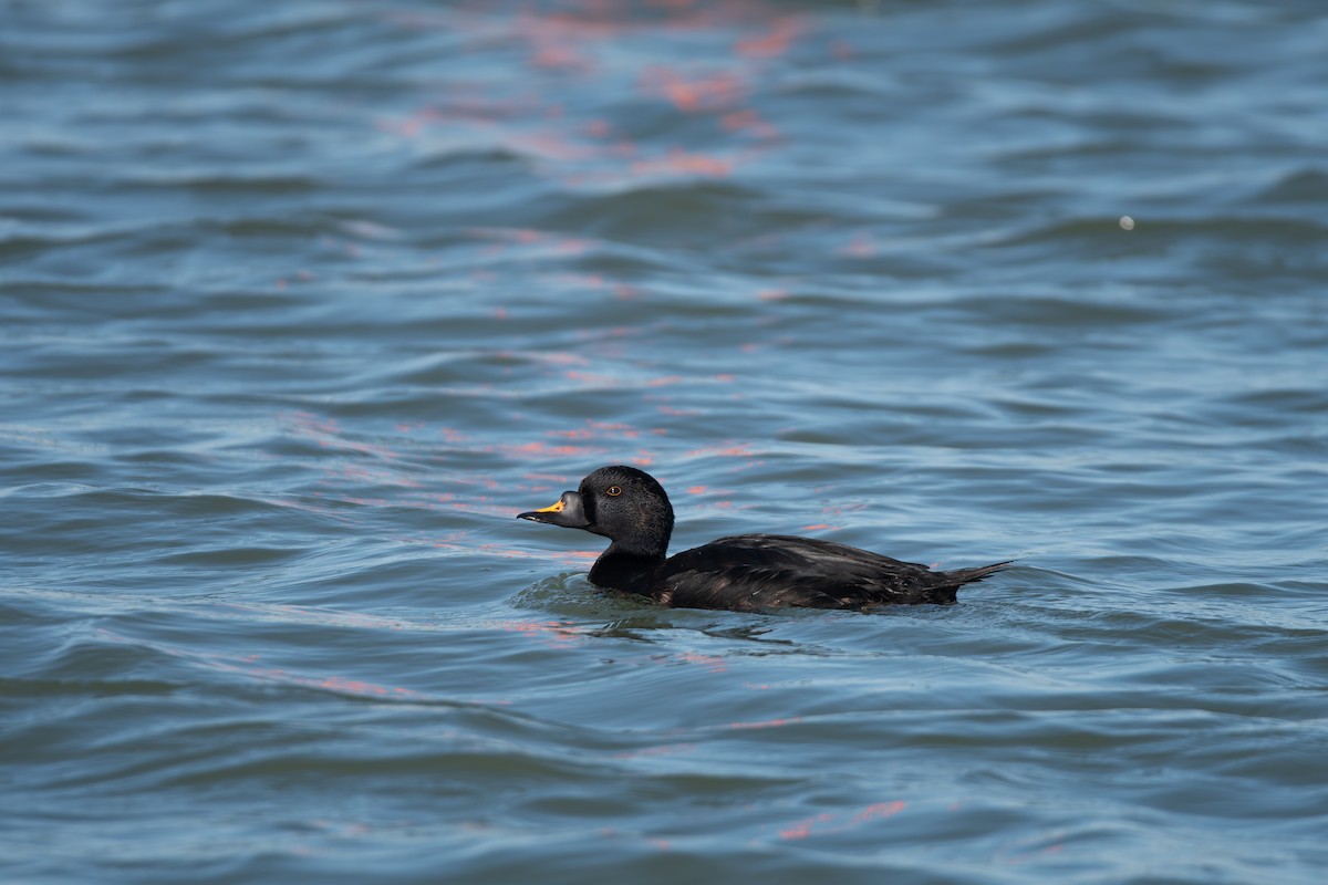 Common Scoter - ML647696370