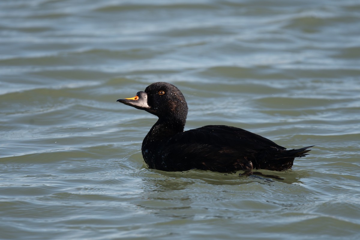 Common Scoter - ML647696371