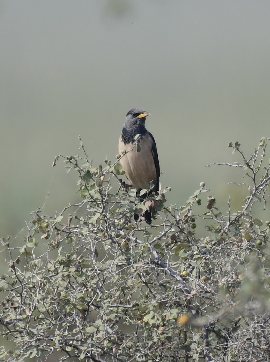 Rosy Starling - ML647696376