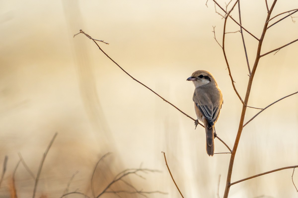 isabellavarsler - ML647696415