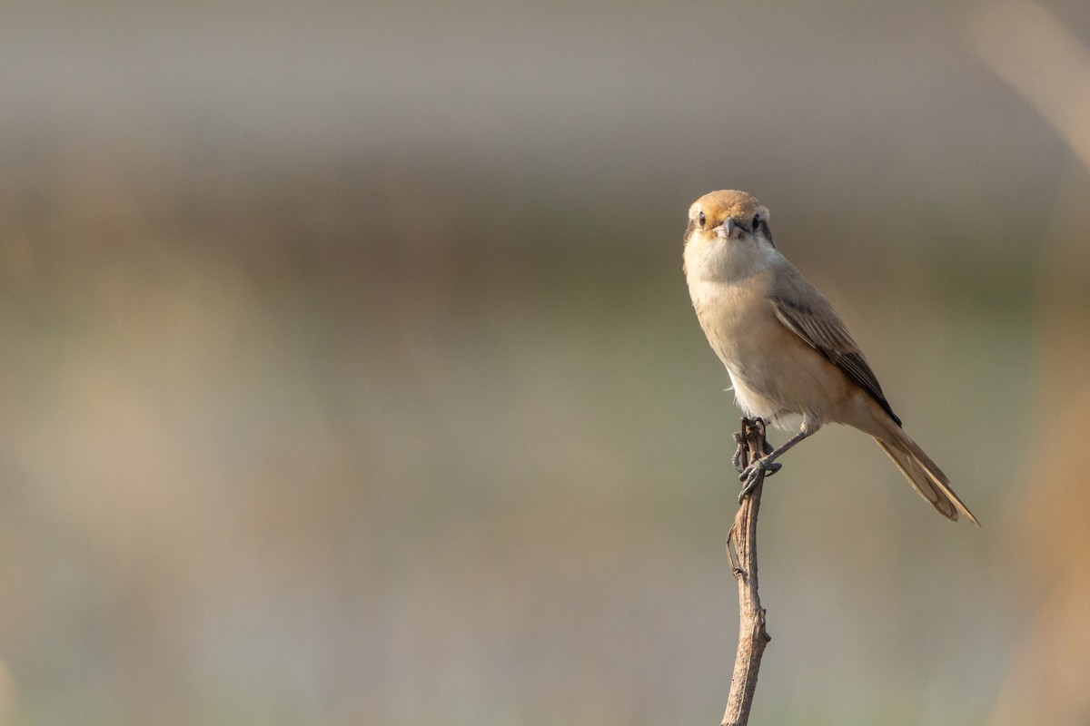 isabellavarsler - ML647696416