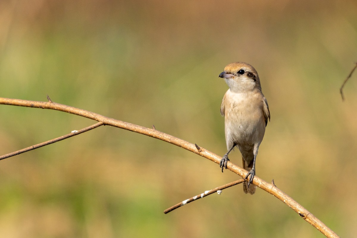 isabellavarsler - ML647696417