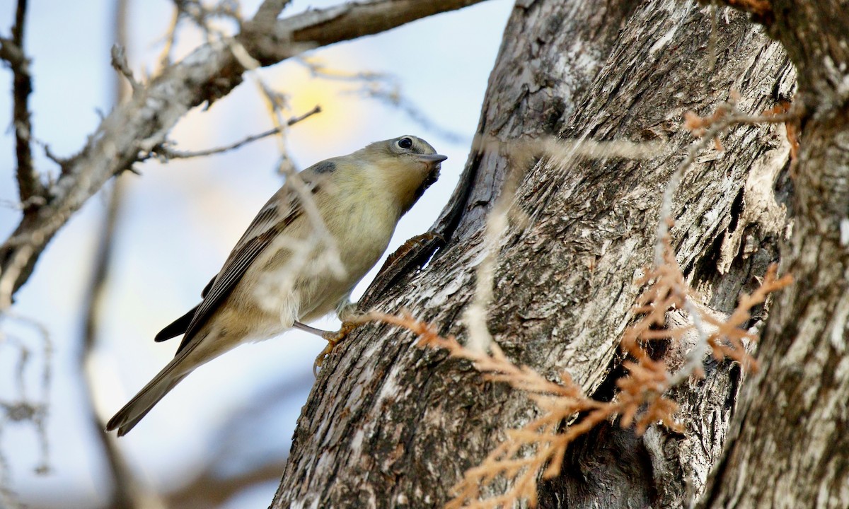 Kiefernwaldsänger - ML647696436