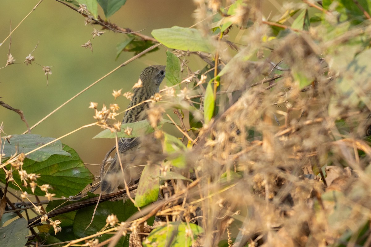 Buscarla Pintoja - ML647696439