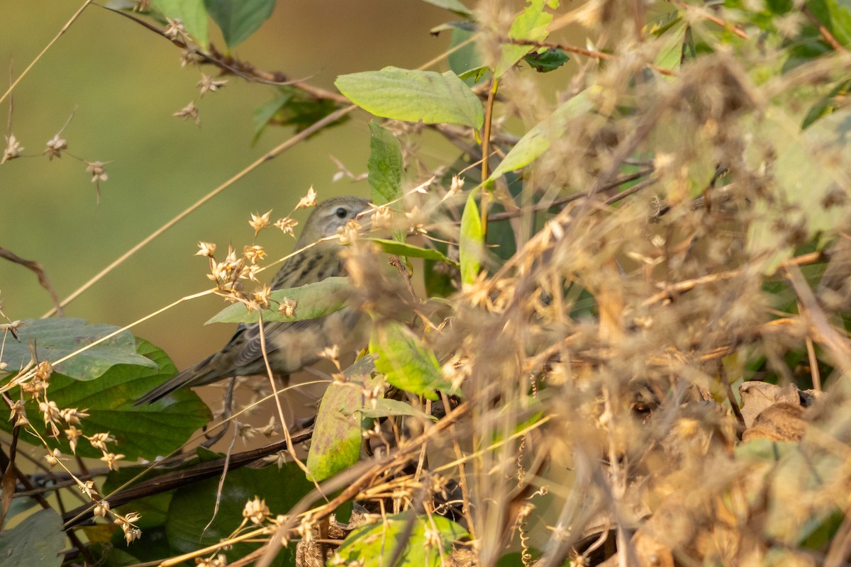 Buscarla Pintoja - ML647696440