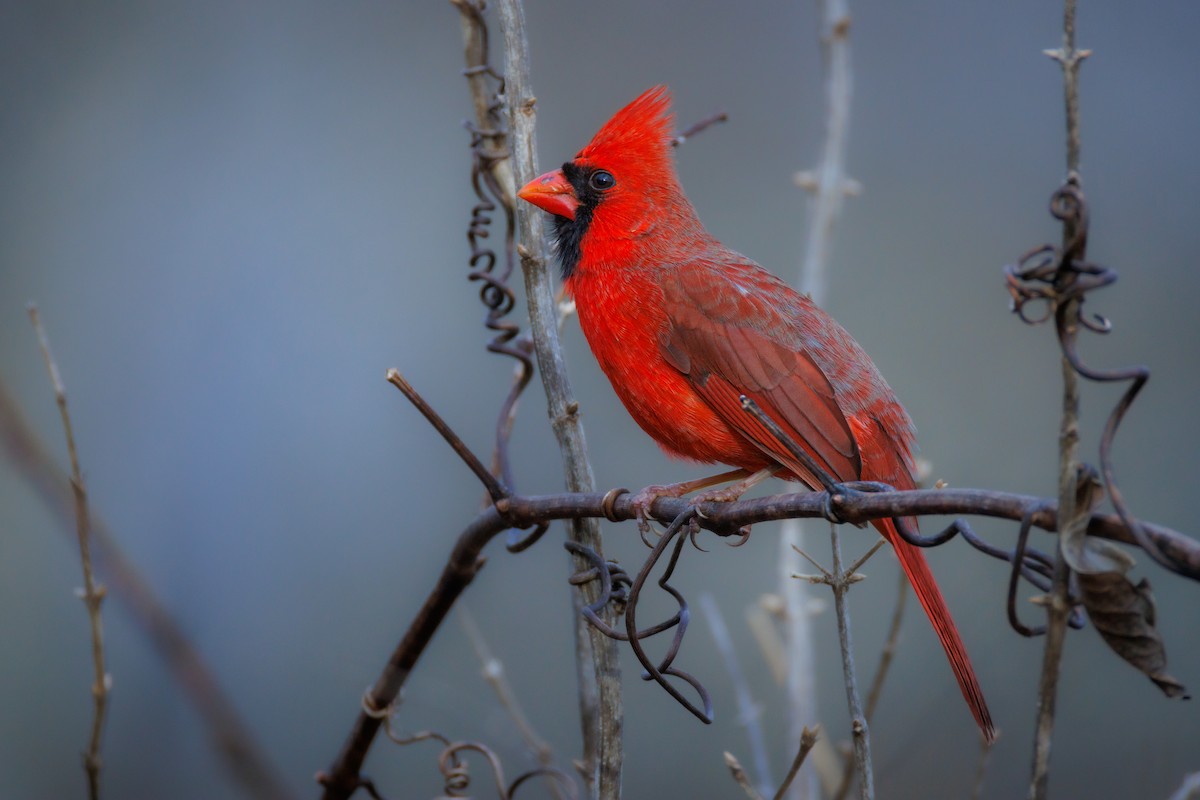 Cardinal rouge - ML647696455