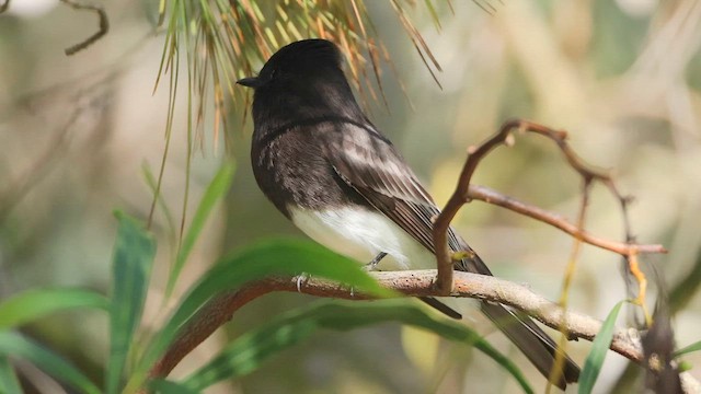 Black Phoebe - ML647696458