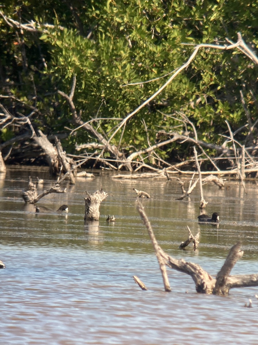 Лиска американська - ML647696467