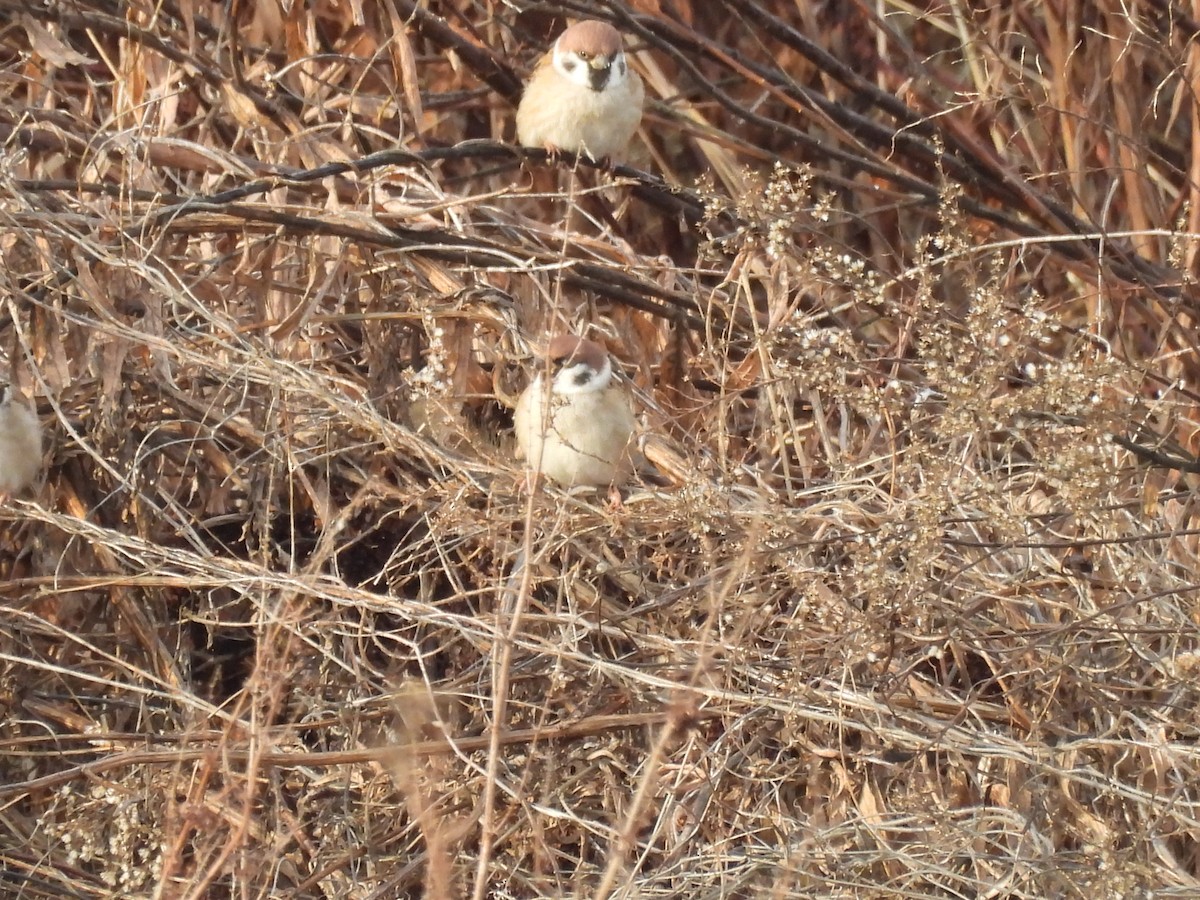 Gorrión Molinero - ML647696492