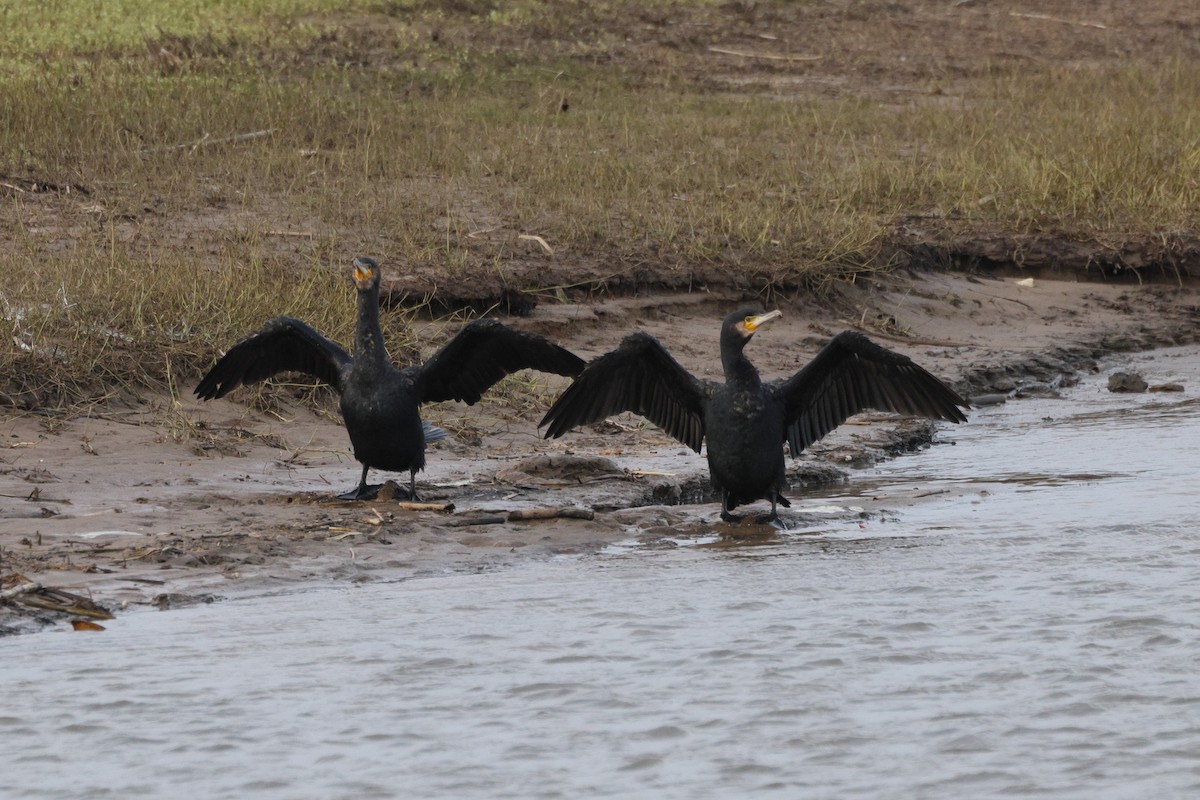 kormorán velký - ML647696516