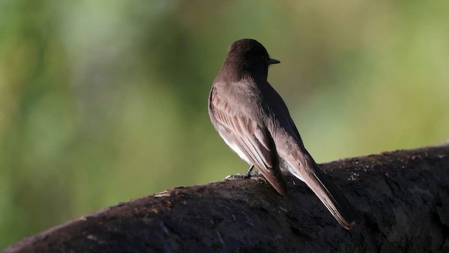 Black Phoebe - ML647696519