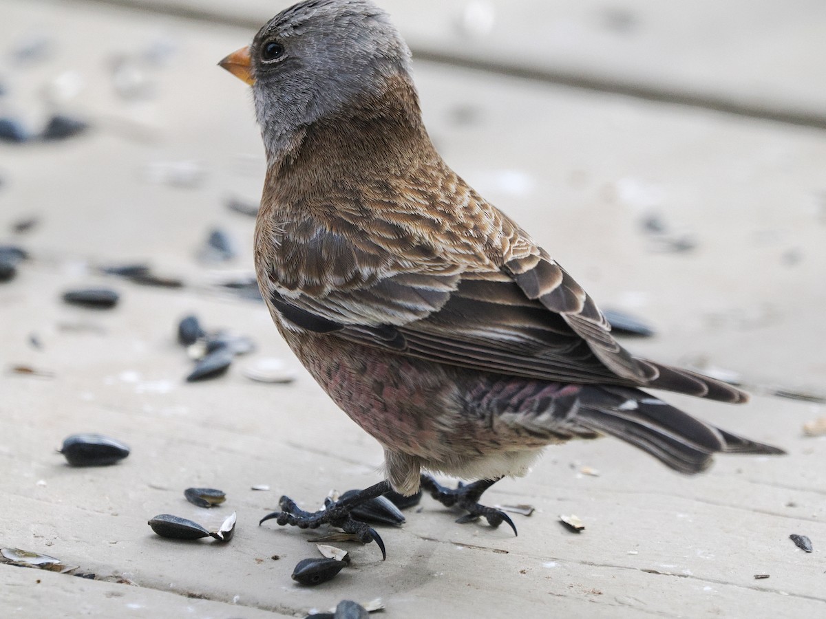 Gray-crowned Rosy-Finch (Hepburn's) - ML647696522