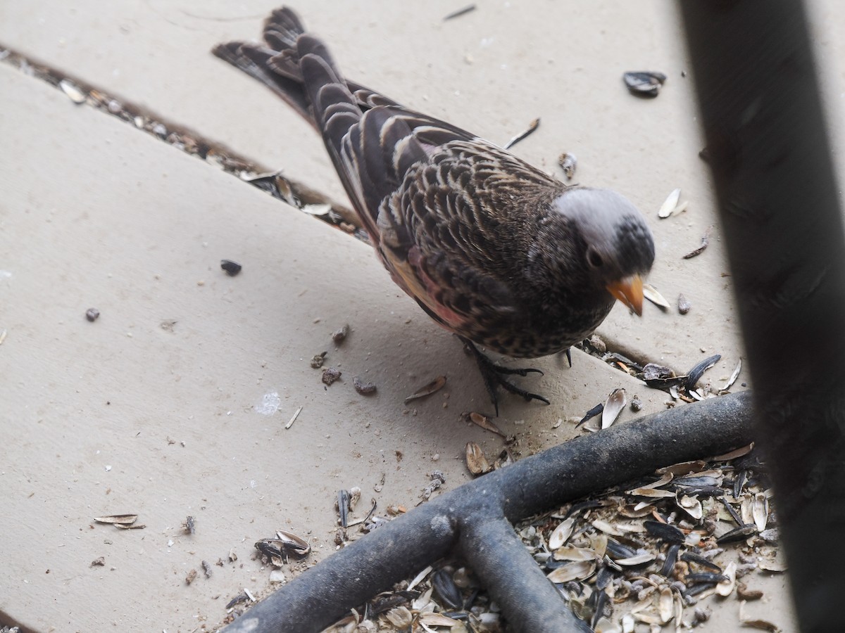 Black Rosy-Finch - ML647696523