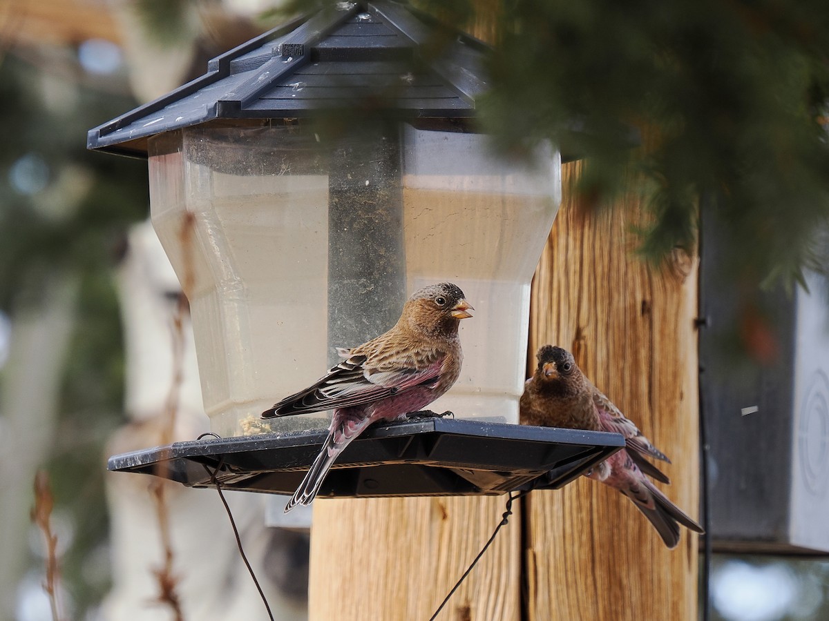 Brown-capped Rosy-Finch - ML647696590