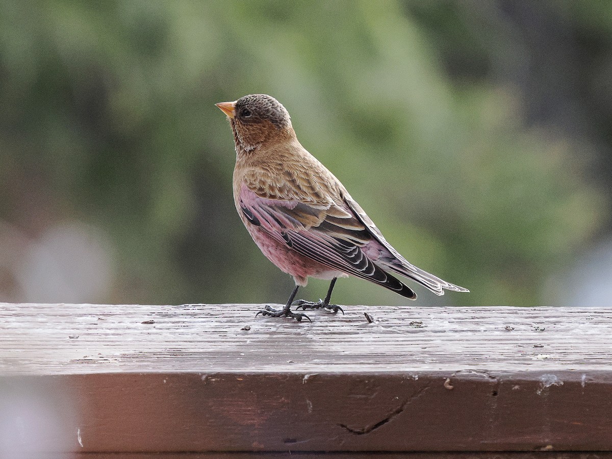Brown-capped Rosy-Finch - ML647696593