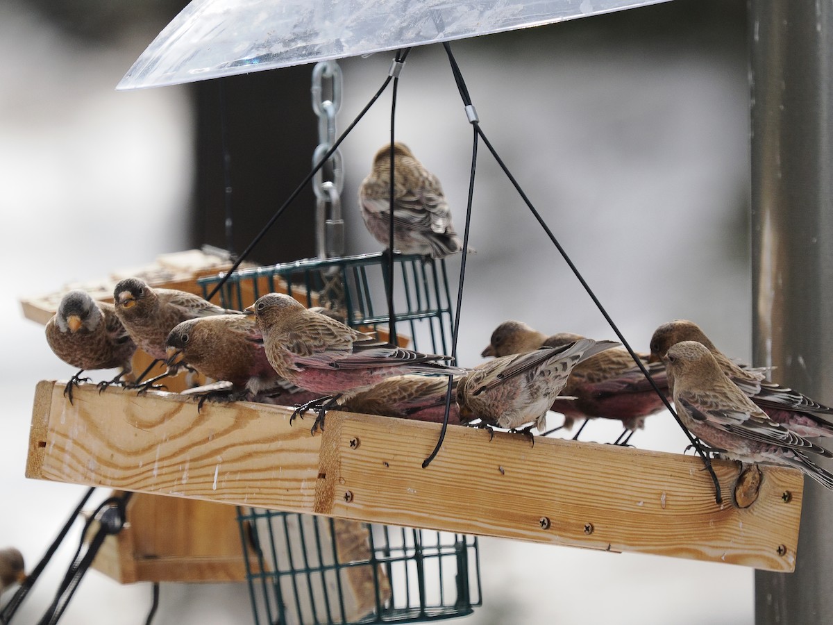 Brown-capped Rosy-Finch - ML647696596