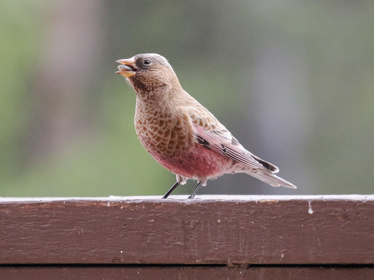 Brown-capped Rosy-Finch - ML647696598