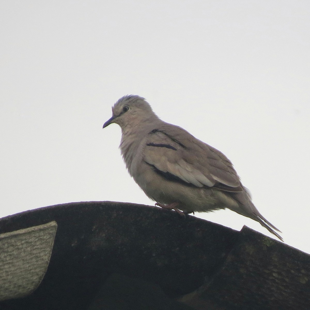 Picui Ground Dove - ML647696618