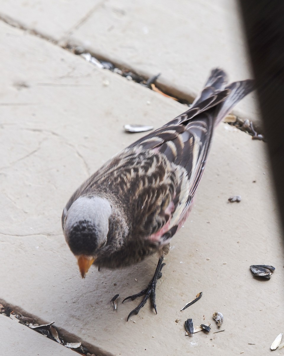 Black Rosy-Finch - ML647696621