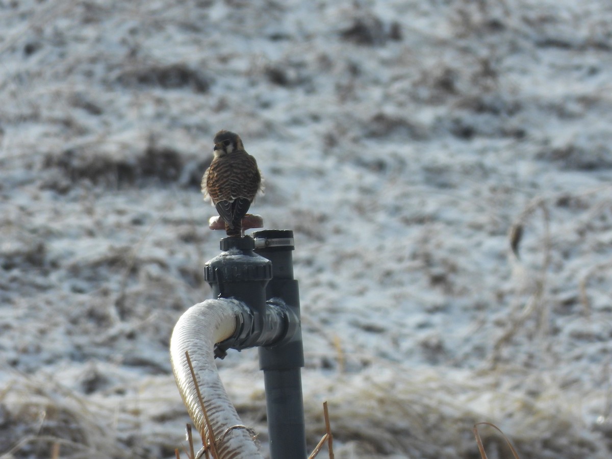 poštolka pestrá - ML647696625