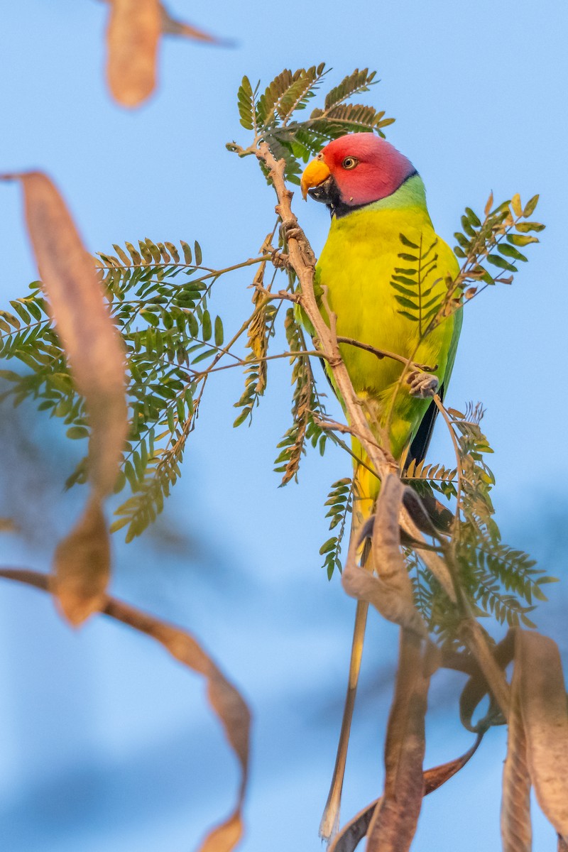Erik Başlı Yeşil Papağan - ML647696635