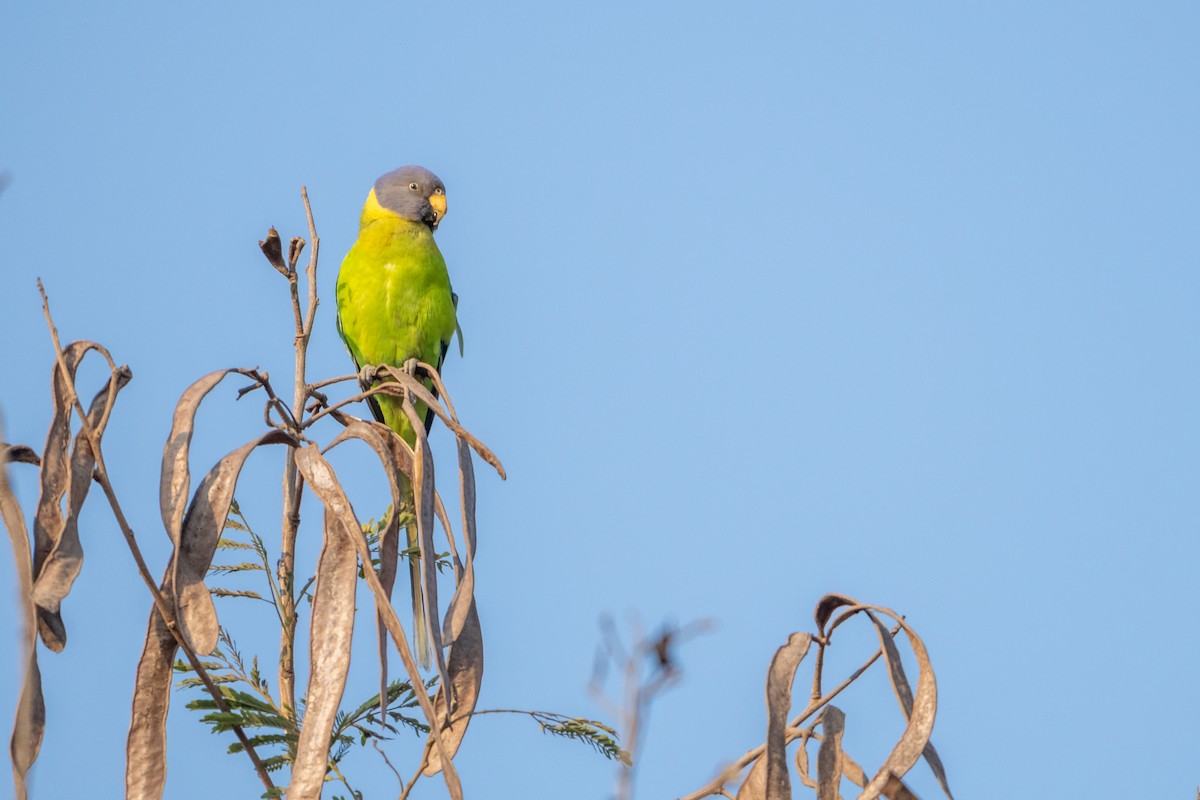 Erik Başlı Yeşil Papağan - ML647696636