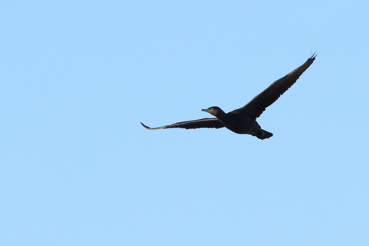 kormorán velký - ML647696646