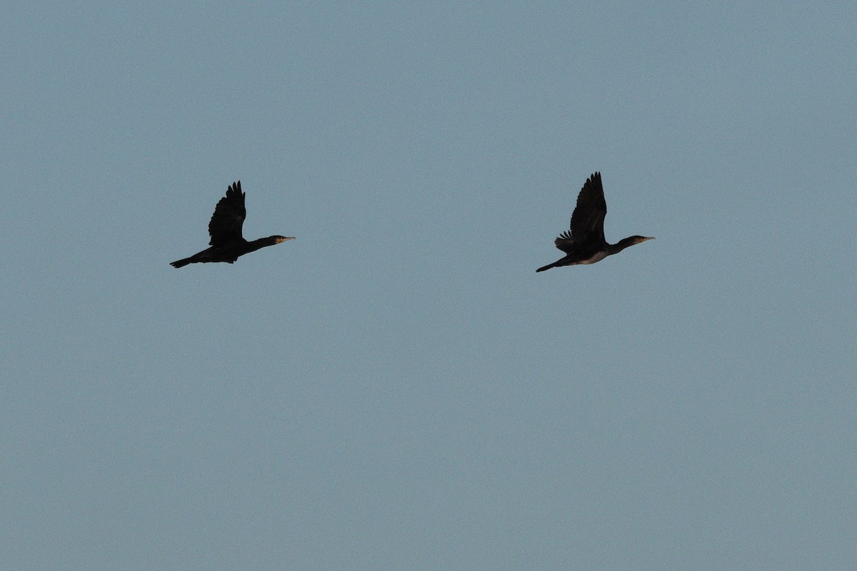 kormorán velký - ML647696647