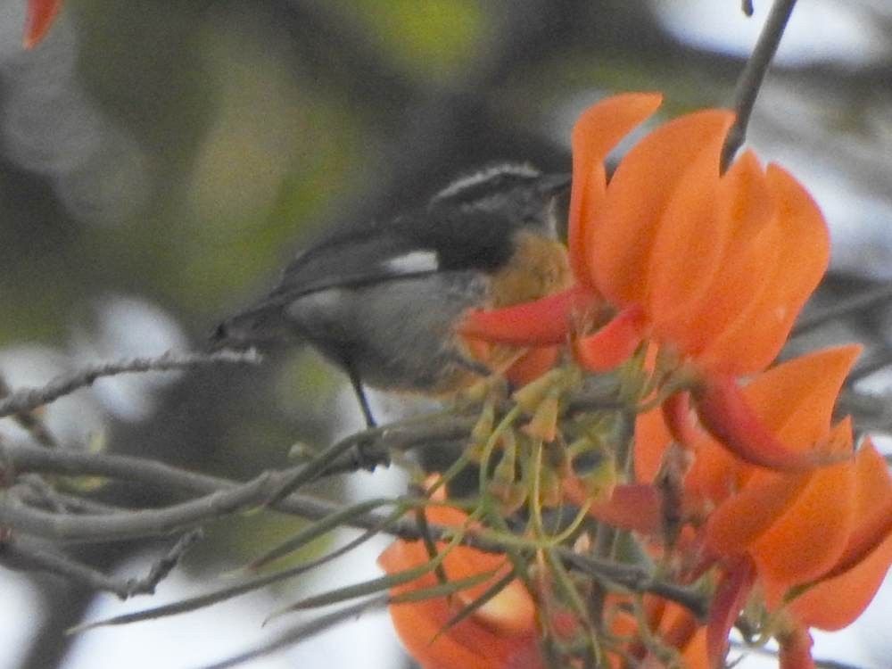 Bananaquit - ML647696659