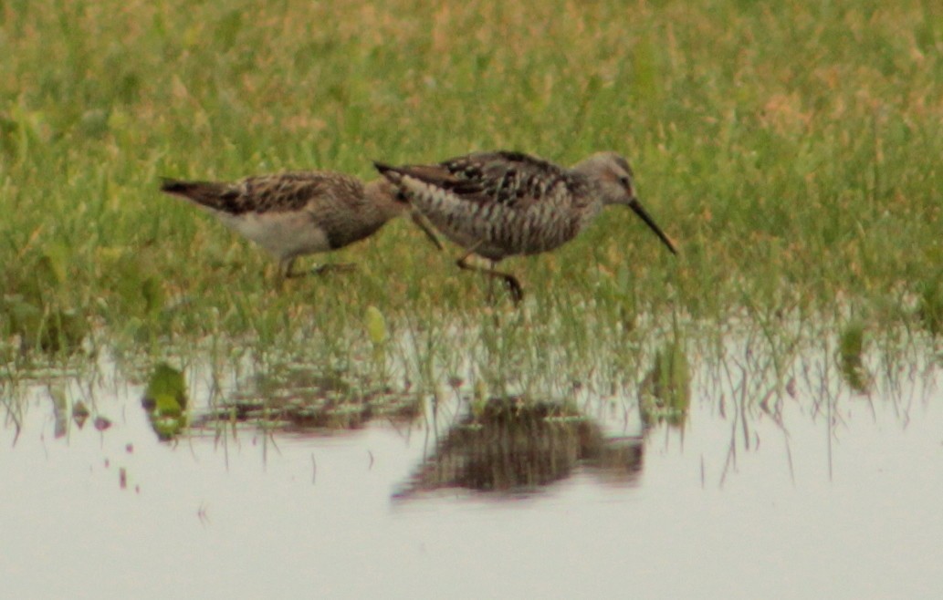 Stilt Sandpiper - Dave Z.