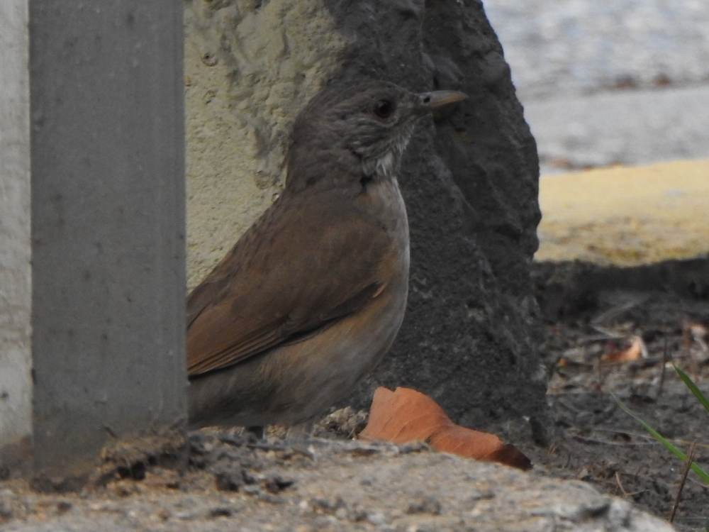 Pale-breasted Thrush - ML647696711