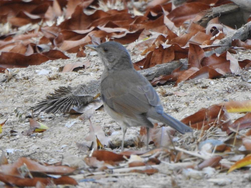 Pale-breasted Thrush - ML647696712