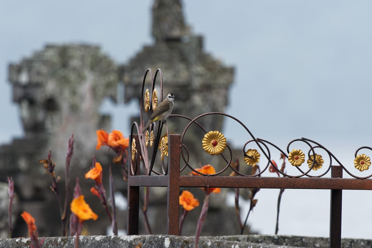 Yellow-vented Bulbul - ML647696718