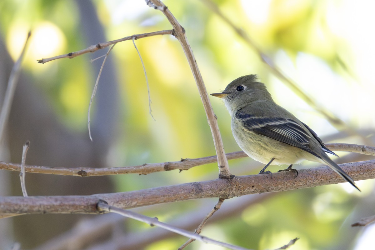 Hammond's Flycatcher - ML647696723