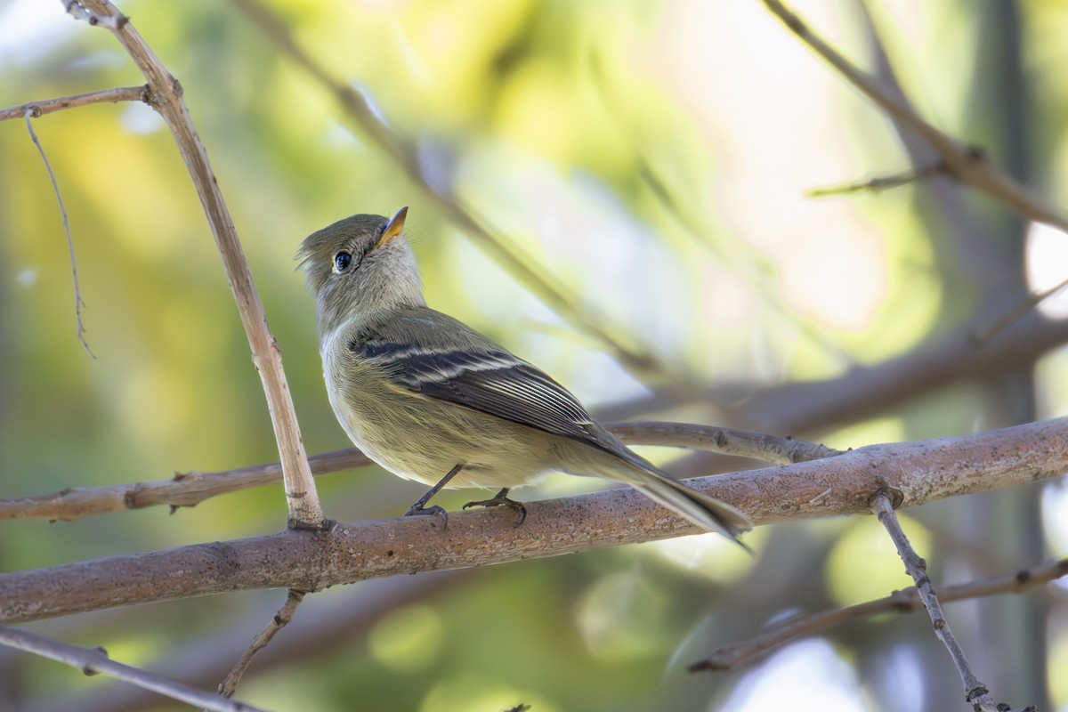 Hammond's Flycatcher - ML647696724