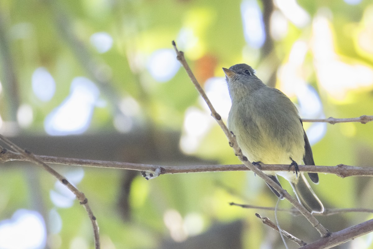 Hammond's Flycatcher - ML647696727