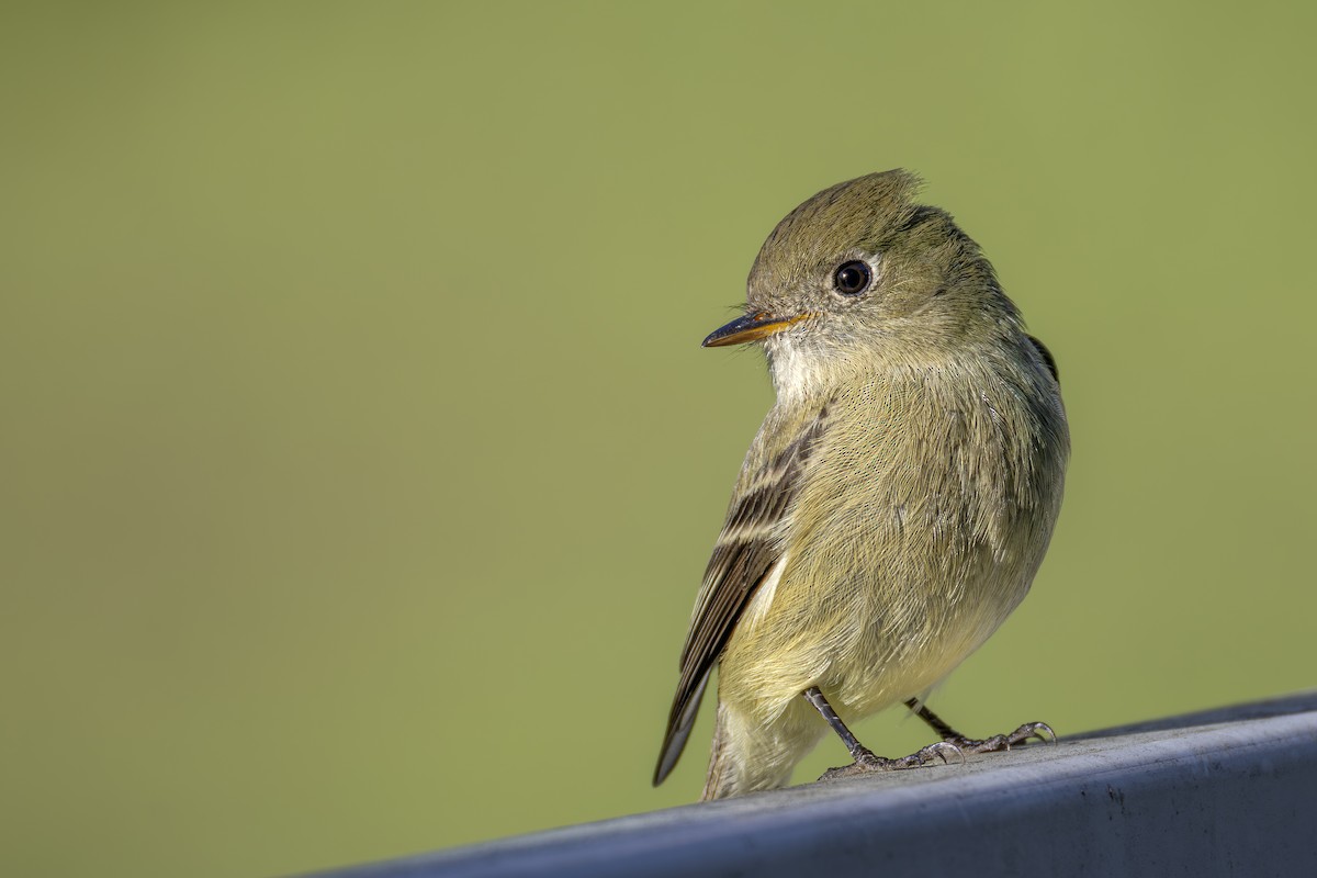 Hammond's Flycatcher - ML647696731