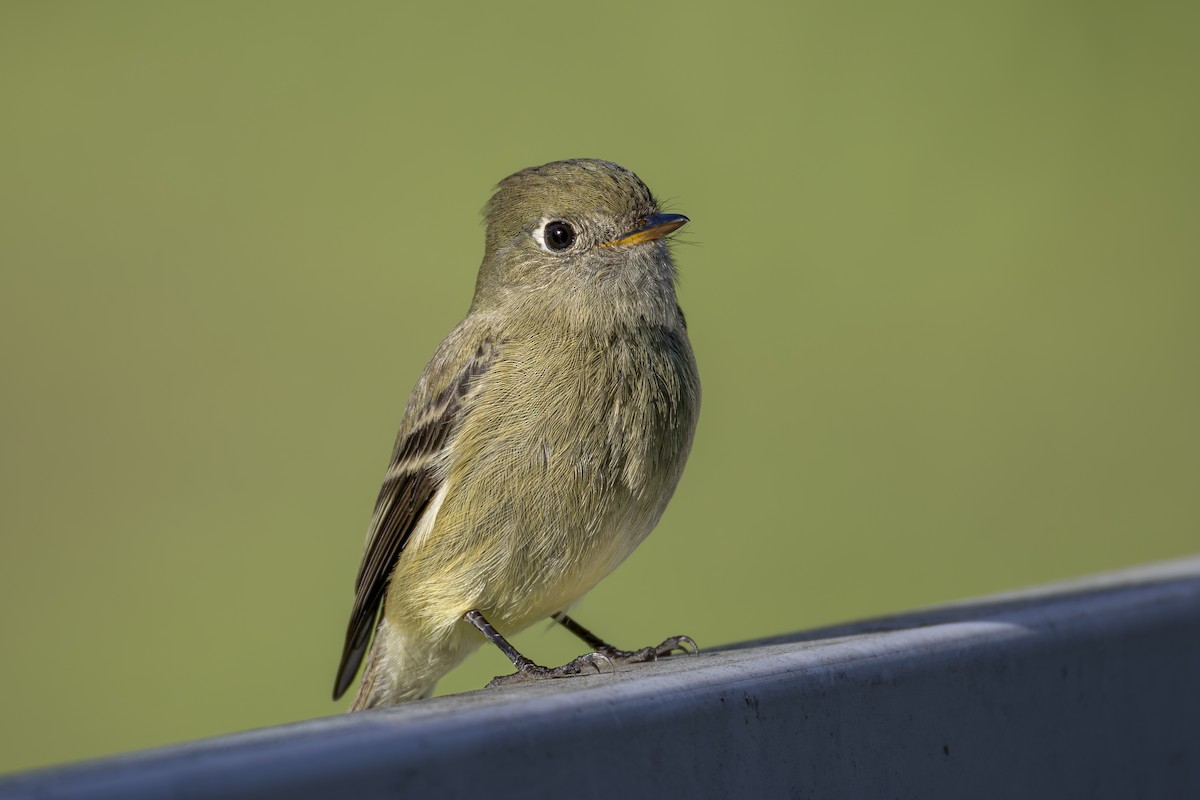 Hammond's Flycatcher - ML647696740