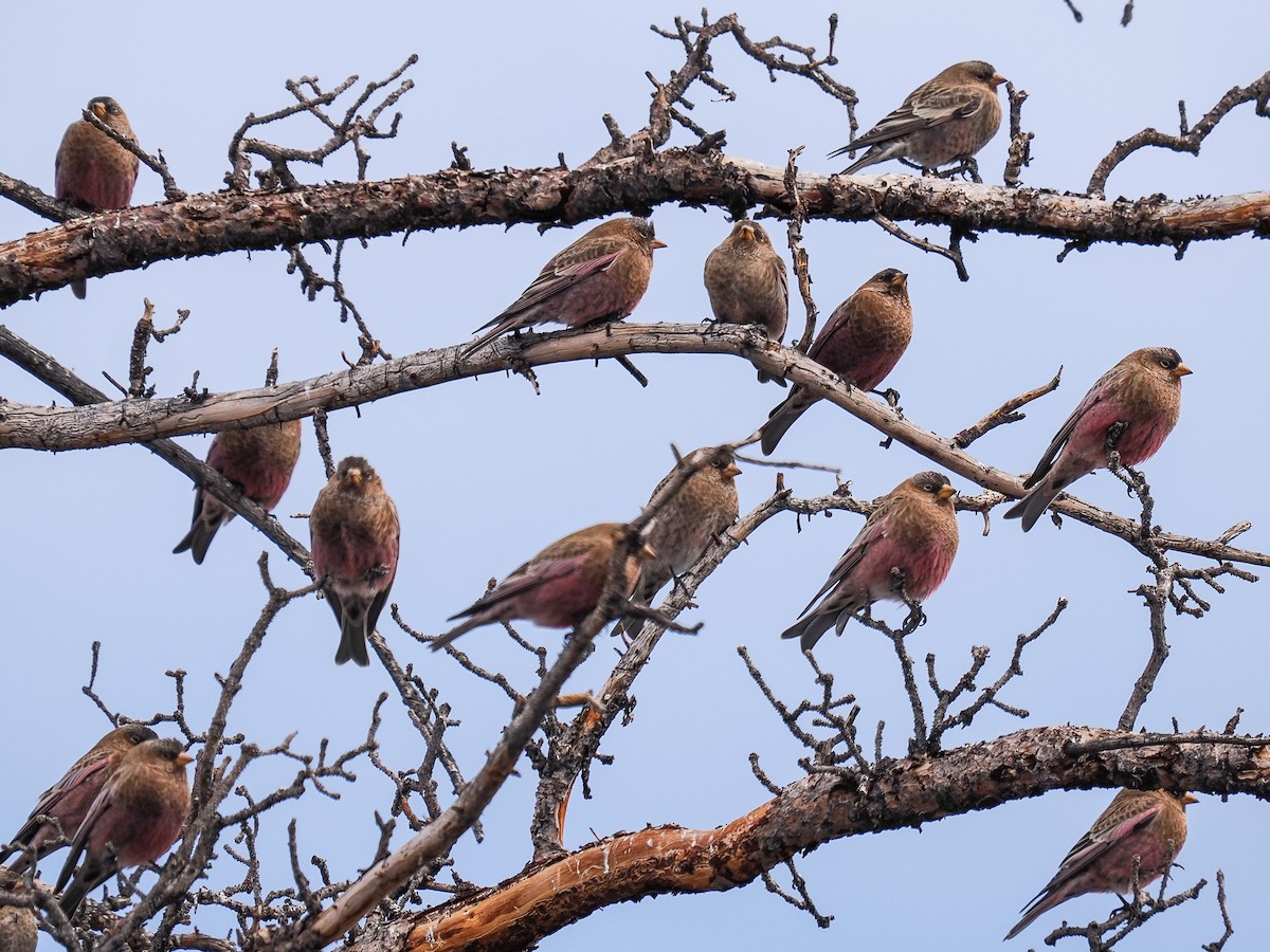 Brown-capped Rosy-Finch - ML647696753