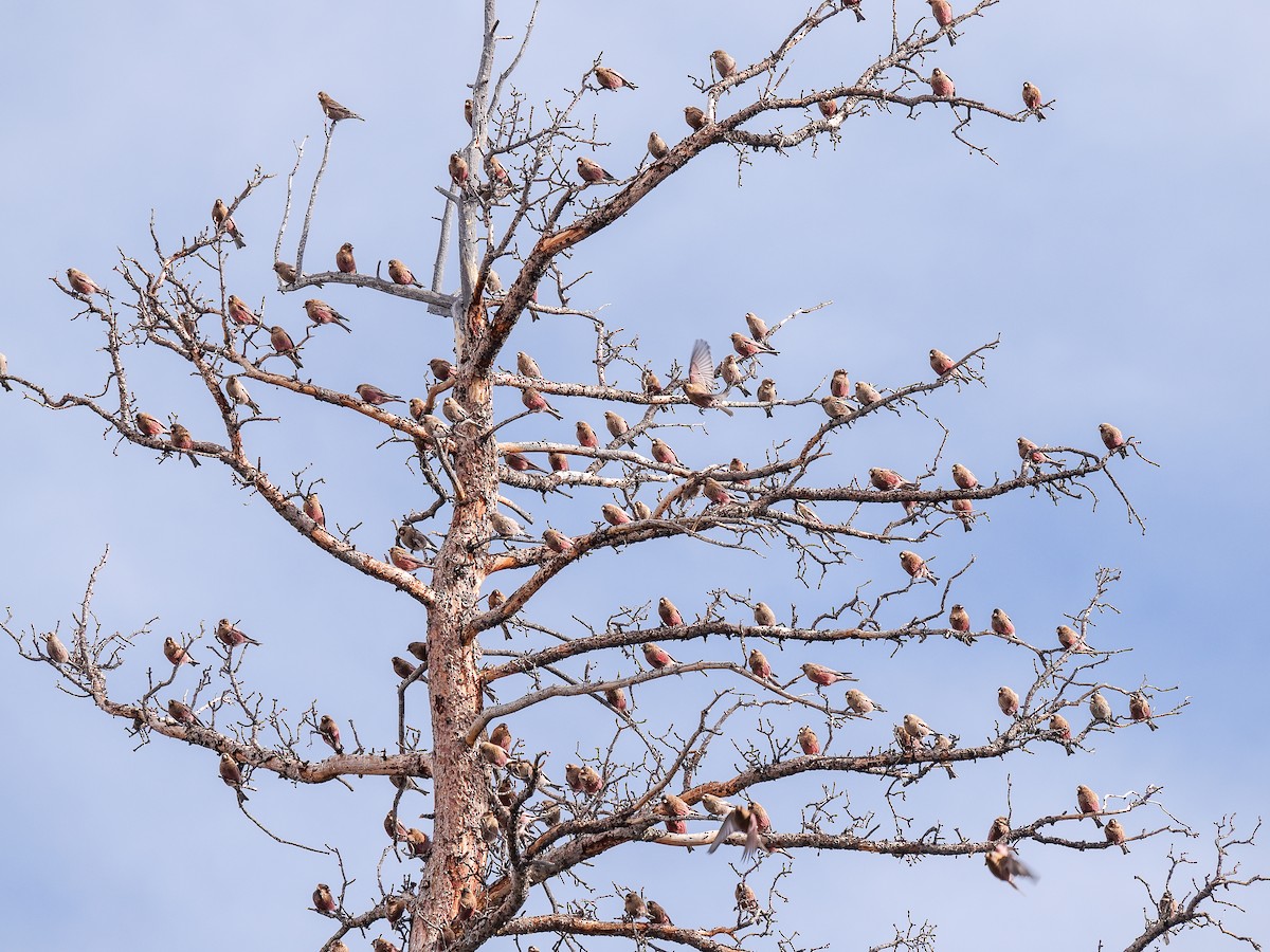 Brown-capped Rosy-Finch - ML647696754