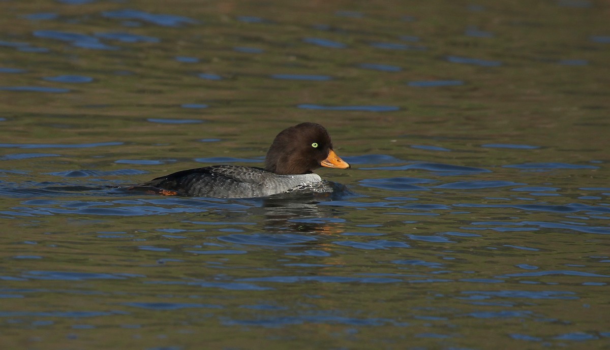 Исландский гоголь - ML647696764