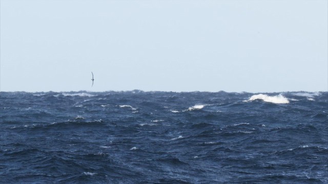 White-capped Albatross - ML647696785