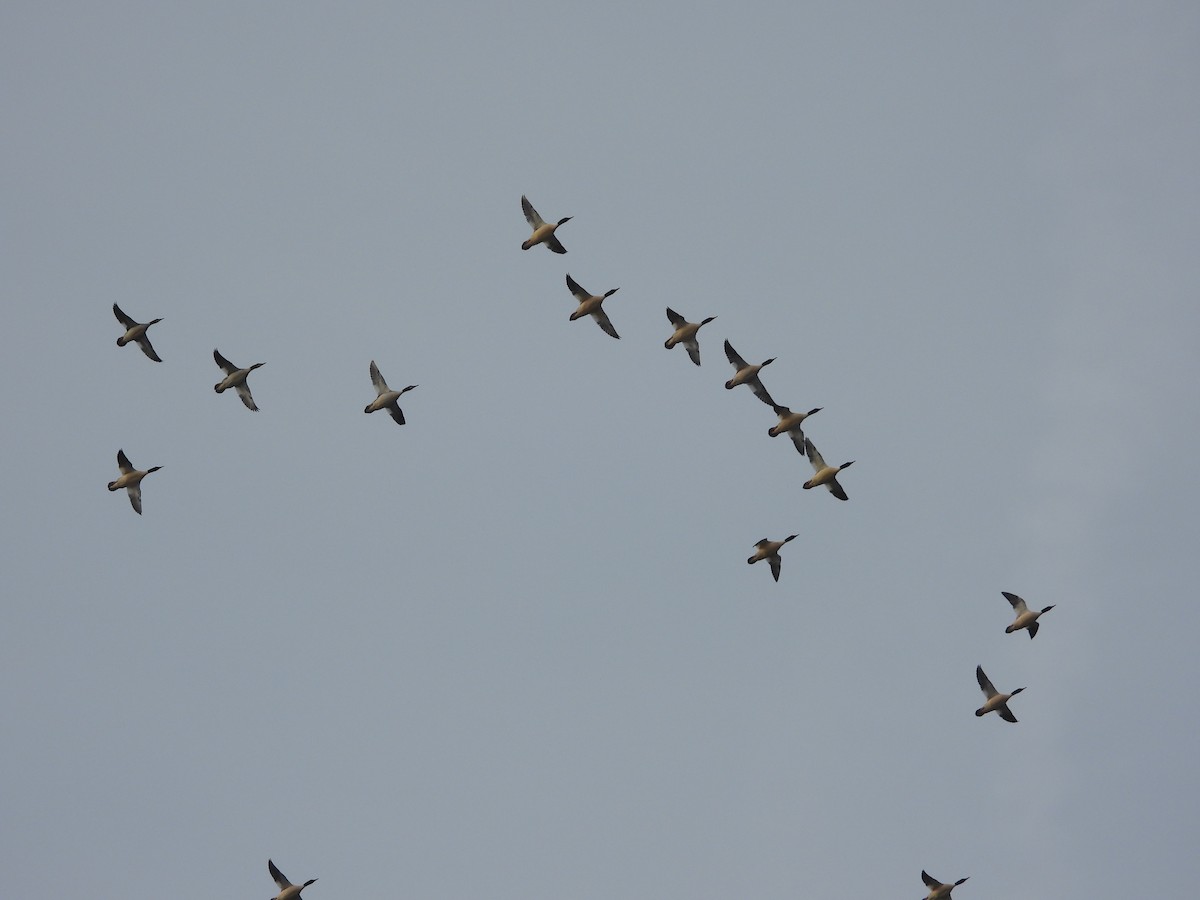 morčák velký - ML647696790