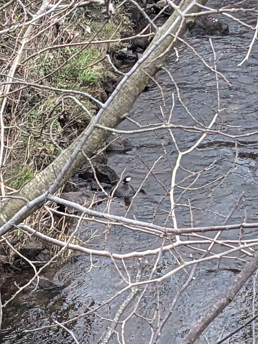 Пронурок біловолий - ML647696795