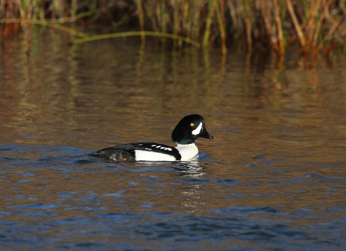 Исландский гоголь - ML647696823