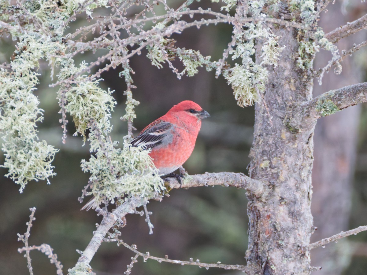 Hakengimpel - ML647696826