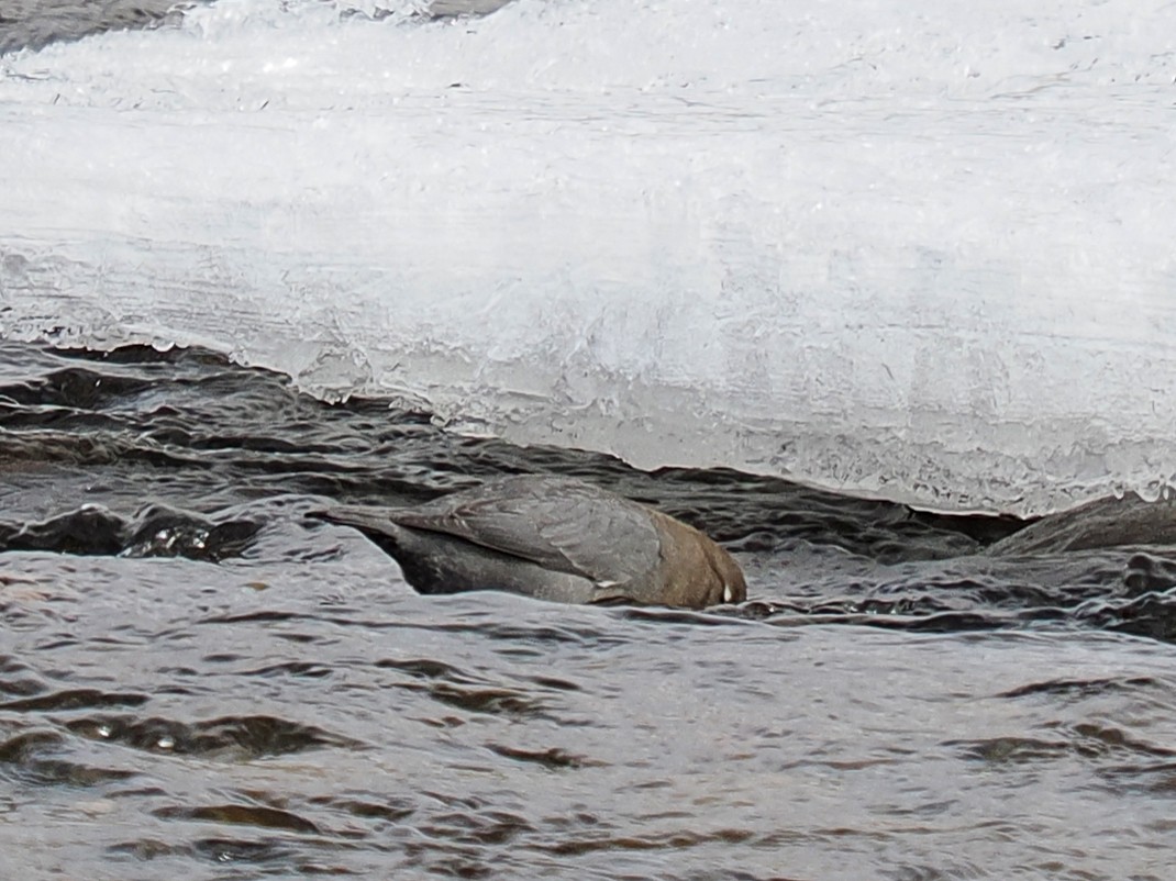 American Dipper - ML647696832